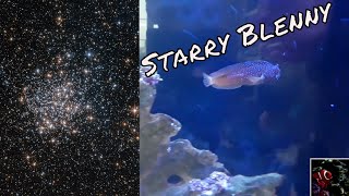 Starry Blenny Care Guide [upl. by Anitnuahs]