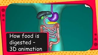 Science  How food is digested  3D animation  English [upl. by Haik984]