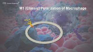 macrophage phenotype [upl. by Ynehteb]