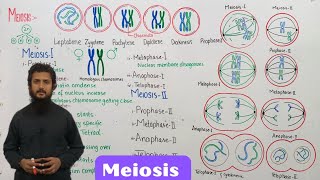 Meiosis  stages of meiosis  class 12 [upl. by Coreen]