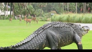 Massive alligator takes casual stroll through South Carolina golf course [upl. by Armil]