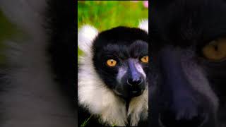 Black FACE Lemur [upl. by Macguiness808]