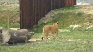 Yorkshire Wildlife Park  August 2010 Part 1 [upl. by Frankhouse]