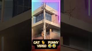 cat funny videos shorts funny cat [upl. by Harvey951]