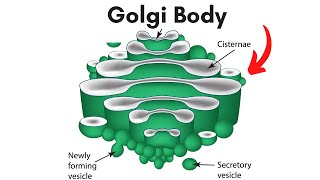 Golgi body Location and Function [upl. by Amitak]