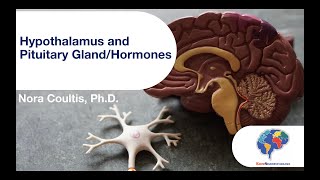 Hypothalamus and Pituitary GlandHormones [upl. by Asalocin]