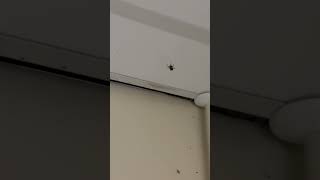 Crazy amount of spiders check it out 👀 spider creepy [upl. by Margy]