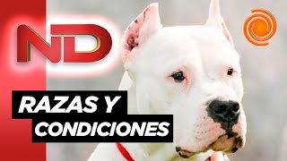 Tenencia de perros peligrosos qué dice la ordenanza municipal [upl. by Mayfield213]