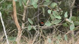 Redbacked Fairywren 16 [upl. by Brendis]