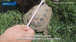 How to hibernate your tortoise [upl. by Panter]