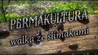 Walka ze ślimakami w ogrodzie [upl. by Eloken139]