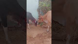 Amma punu butiful life ❤️🌾💯🐄🌾🌿🌳💥🥰🫂 trending cow love ytchannel kujamal animals babies💥🥰🌲💖🐄💯🌾 [upl. by Philly387]