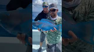 fishing parrotfish fish colorfullfish ocean polarblueparrotfish bloodparrotfish fishinglife [upl. by Mellie]