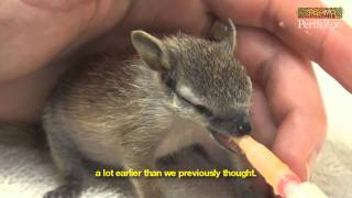 Handraising Baby Numbats at Perth Zoo [upl. by Sinnylg]