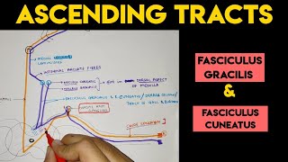 Dorsal Column Pathways  Ascending Pathways  2  CNS  Physiology [upl. by Arimay794]