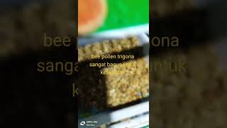 pengeringan bee pollen trigona [upl. by Zoara]