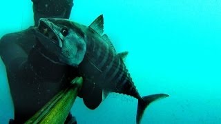 Chasse sous marine Côte Dazur partie 5  pélamide [upl. by Itnahs275]