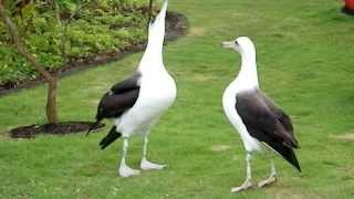 Laysan Albatross Courtship Dance [upl. by Idolem]