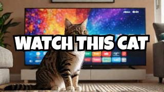 🔴 CAT REACTS to Cat TV for Cats [upl. by Lightman]