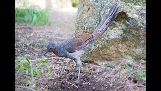 High Quality AUDIO Australian Lyrebird in the Wild  real song  calls [upl. by Parfitt]