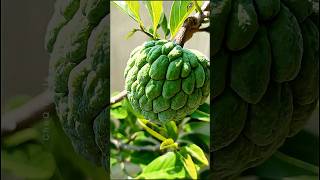 How to Grow Custard Apple at Home plants farming shorts [upl. by Nnywg328]