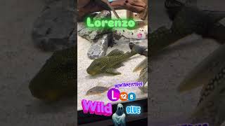 Lorenzo pleco L128 hemiancistrus fantasma azul wild music fish acuarium trending shortvideo [upl. by Melamie]