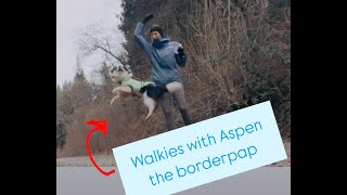 Life with an Aspen Borderpap  Vlogmas day 3 [upl. by Muller]