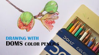 How to draw Figs in Color Pencils  Drawing With Doms Color Pencils  Realistic drawing [upl. by Ethan487]