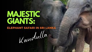 Sri Lanka Safari Expedition👈🐘visitsrilanka wildlife [upl. by Genny]