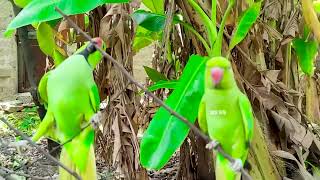 Parrots Doing Practice For Eating Every Thing  Pet outside [upl. by Orelia71]