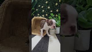 🚨Meet Our Adorable Boston Terrier Puppy🌟 bostonterrier bostonterrierpuppy bostonterrierlove [upl. by Gilberto]