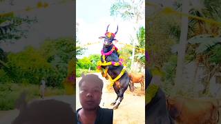 eruthattam kangayam jallikattu cow soundhorse cattlefarm cuteanimal horseridding reklam [upl. by Nerraw]