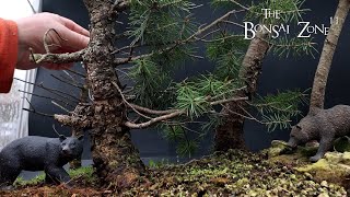 Repotting My Douglas Fir Trees The Bonsai Zone March 2024 [upl. by Mendie]