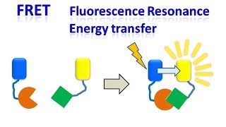 FRET  Fluorescence resonance energy transfer [upl. by Phillips]