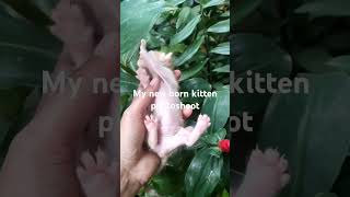 Meet my newborn kitten catlover shortsfeed kitten viral trending foryou viralshort fyp [upl. by Enimajneb]