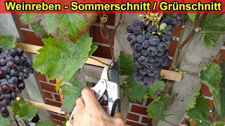 Weinreben schneiden amp ausputzen im Sommer Weinrebe Sommerschnitt  Grünschnitt Anleitung [upl. by Ahsenek]