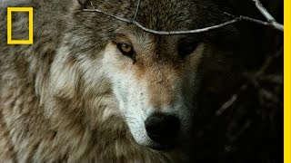 Jim amp Jamie Dutcher The Hidden Life of Wolves  Nat Geo Live [upl. by Nurat]