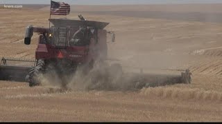 Ritzville farmers harvest crop for neighbor with cancer [upl. by Mychael835]