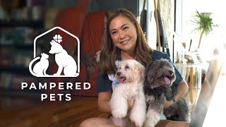 Meet Karen Davilas adorable Havanese dogs  Pampered Pets [upl. by Rebmyk]