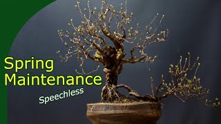 Spring work Timelapse Deadwood Pruning on a large Potentilla bonsai [upl. by Gillman226]