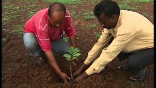 KRISHI DARSHAN NARROWCAST  VNR BIHI KI KHETI SE LABH SAFALTA KI KAHANI DT11122014 [upl. by Anilam]