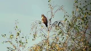 Blonde buizerd in berk in het Prinsenpark Vrijdag 1110 2024 [upl. by Nov317]