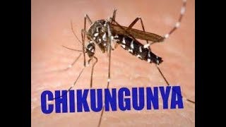 What you need to know about Chikungunya Virus [upl. by Haelhsa784]