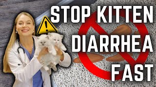 How to Stop Kitten DIARRHEA  Diet  Parasite treatment  New Breeders MUST WATCH [upl. by Nwahsyt]