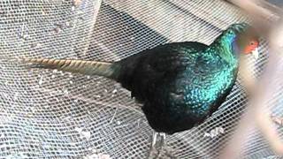 Melanistic pheasant [upl. by Yves]