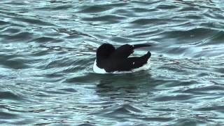 Brünnichs Guillemot Uria lomvia Portland Harbour Dorset [upl. by Uria]