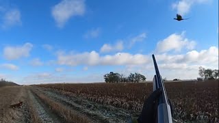 Pheasant Hunting in South Dakota [upl. by Taffy504]