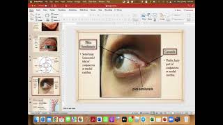 Conjunctiva anatomy amp infections [upl. by Eitsud]