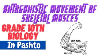 Antagonistic movement of skeletal muscles  Pashto  Home of biology [upl. by Nair]