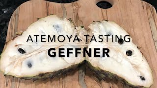 Atemoya Fruit Tasting  Geffner  Florida Tropical Fruit [upl. by Hasile]